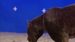 A black panther and a tiger scrap in front of a blue screen. Stock Footage