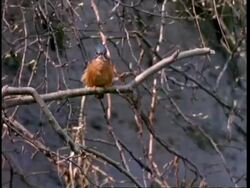 MCU Kingfisher perching on branch, to camera Stock Footage