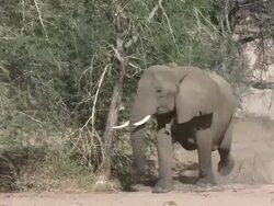 Desert Elephant (Loxodonta africana) walks purposefully , Ugab River Basin, Namibia: desert-dwelling population of African Bush Elephant though not distinct subspecies Stock Footage