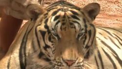 CLEAN : Dispute flares over controversial Thai temple tigers News Clip