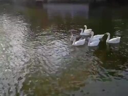 Flock of Swan Duck in a lake Stock Footage