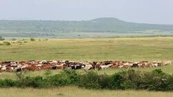 Long Horn African Cattle Herd Stock Footage
