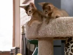 Medium hand-held zoom-in - Abyssinian kittens play with a ball on a stick. Stock Footage