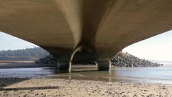 Torrey Pines Stock Footage