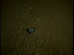 Olive Ridley turtle (Lepidochelys olivacea); juvenile entering sea at night. India Stock Footage