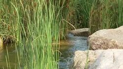 Tranquil stream. Slow motion dolly shot. Stock Footage