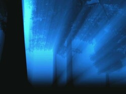 Mystical primeval forest Stock Footage