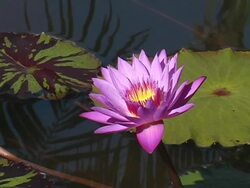 Closeup of a Pink Waterlily Stock Footage