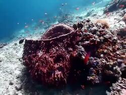 MS Shot of barrel sponge with anthias / Sipadan, Semporna, Tawau, Malaysia Stock Footage
