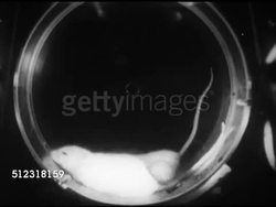 1953: HOLLOMAN AIR FORCE BASE: INSIDE Parachute opening, weighless mice returning to normal weight, pressure. AERIAL TS WS Cylinder landing in desert, WS US Air Force Sikorsky HO3S-1 helicopter in flight, men opening test rocket, VS White mice in cag Instructional Video