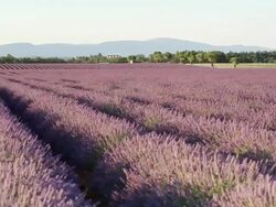WS PAN View of deep purple lavender rows surrounded by bees and mountains / France Stock Footage