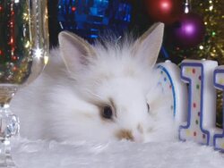 rabbit and the new year Stock Footage