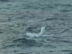 Antarctica- Ice Floating in Ocean News Clip