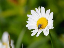 fly on a daisy Stock Footage