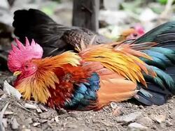 Colorful Rooster Stock Footage