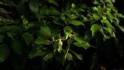 A red-eyed-frog falls and lands on a leafy branch. Stock Footage