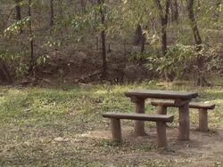 Falling leaves Stock Footage