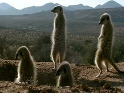 4 backlit meerkats (Suricata suricatta), stand and sunbathe at burrow, Namaqualand, South Africa Stock Footage