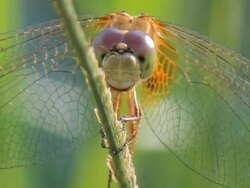 Blur Focus Close up dragon fly Stock Footage