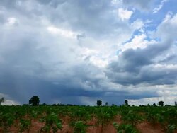 Storm clouds at cassava field Stock Footage