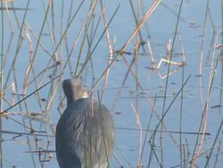 The shot Stock Footage