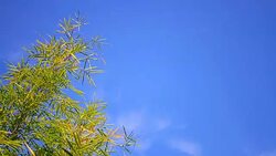 Movement of bamboo tree Stock Footage