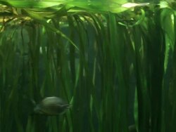 CU Static fish swimming in under water / Northern Territory, Australia Stock Footage