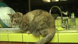 Woman moves into trailer so cats can have her home Instructional Video