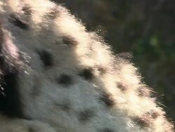 Close Up hand-held pan-left pan-right - A cheetah surveys its surroundings / South Africa Stock Footage