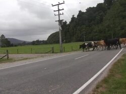 MS, New Zealand, South Island, Cows crossing country road Stock Footage