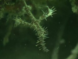 Harlequin ghost pipefish (Solenostomus paradoxus), Kapalai, Sipadan, Borneo Stock Footage
