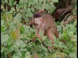 MCU White-fronted capuchin monkey feeding in tree, South America Stock Footage