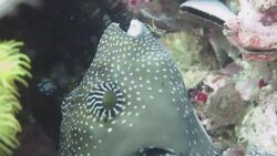Cleaner Shrimp Climbs Inside Puffer Fish Stock Footage