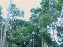 MS TS Shot of Tree falling down / Kota Marudu, Sabah, Malaysia   Stock Footage