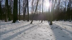 A forest transforms as the seasons change. Stock Footage