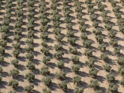 aerial view of rows of olive trees in an olive plantation Stock Footage
