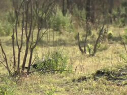 MS TS Shot of ground hornbill walking and foraging / Okavango Delta, North-West District, Botswana Stock Footage