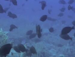 Spawning surgeonfish (Acanthuridae). These fish congregate in large shoals to spawn, releasing their eggs and sperm. Stock Footage