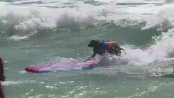 CLEAN : Annual dog surfing competition draws crowds News Clip