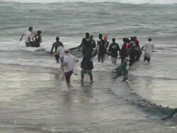 Sardine Run, people pulling net through surf, wide shot, South Africa  Stock Footage
