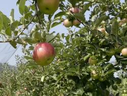 CU TU Red apples hanging on tree in apple orchard / Merano, Trentino, Tyrol, Italy Stock Footage