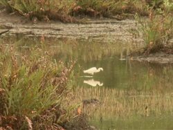 MS Chinese egret hunting / Kota Kinabalu, Sabah, Malaysia  Stock Footage