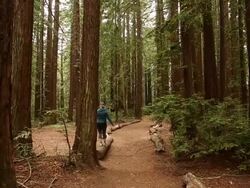 A young women walking in the woods alone with tall redwood trees around her. Stock Footage