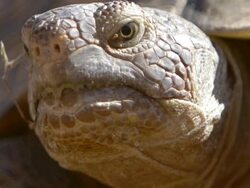 Desert Tortoise sunning Stock Footage