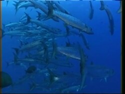 MCU Shoal of Barracuda (Sphyraena sp.) swimming together, suddenly dart off, Papua New Guinea , West New Britain Region Stock Footage