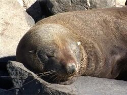 Sea lion off the coast of New Zealand Stock Footage