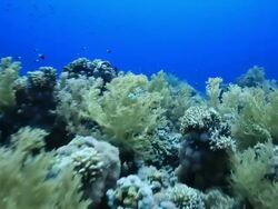 Coral And Fish Stock Footage