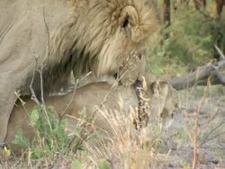 MS Lion attempts to mate collared lioness then lying down to rest / Okavango Delta, North West District, Botswana Stock Footage