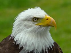Bald Eagle, Slow Motion Stock Footage