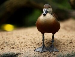 Whistling Duck Stock Footage